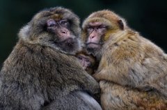 92年属猴女会经历二次婚姻吗，属猴女一生姻缘运势
