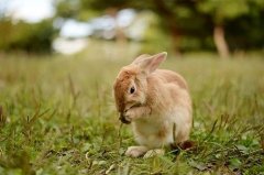 为什么都说属兔的人命不好，属兔人命运分析
