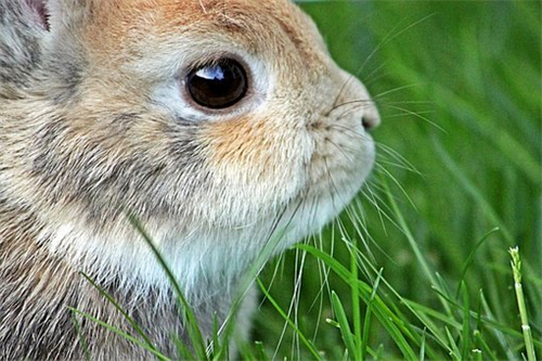 属兔的人适合佩戴几眼天珠 属兔适合佩戴什么首饰