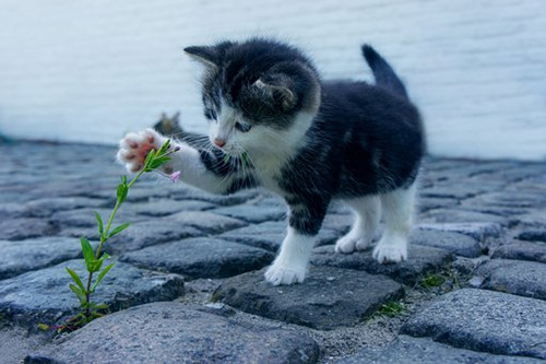 属牛养猫好吗 属牛的人养猫后运气怎么样