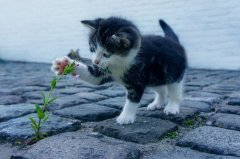 属鼠人养猫会旺财吗，属鼠人养猫好不好