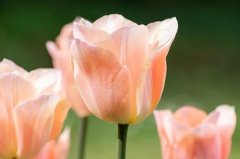 2024属龙的带普贤菩萨好还是带貔貅好，有什么说法