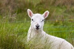 1991年3月是苦命羊还是富羊，91年几月出生的属羊人最好